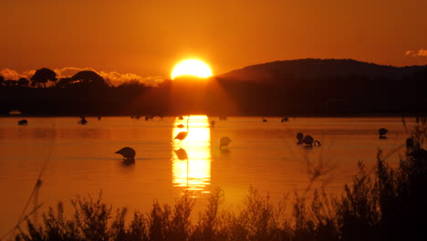 sunset reflection over a barrier pond with flamingos walking. camargue france