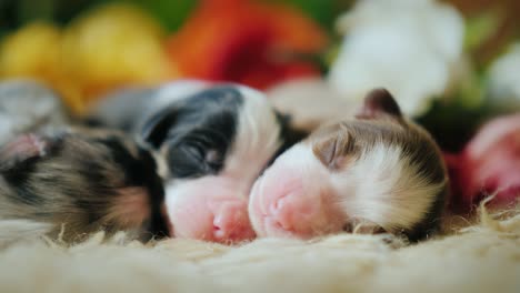 tres cachorros recién nacidos durmiendo en el fondo de un ramo de rosas