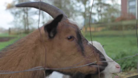 Hungrige-Ziegen,-Die-Gras-Auf-Dem-Holländischen-Bauernhof-Fressen