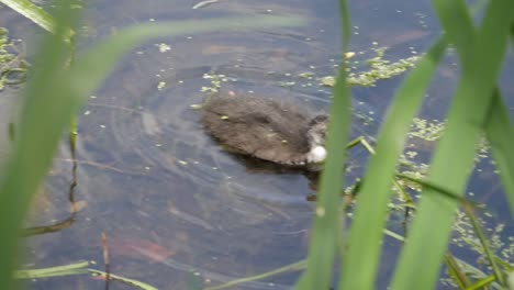 Junges-Küken,-Küken,-Von-Blässhuhn,-Das-Im-Teich-Durch-Vegetationsblätter-Und-Algen-Auf-Der-Wasseroberfläche-Schwimmt