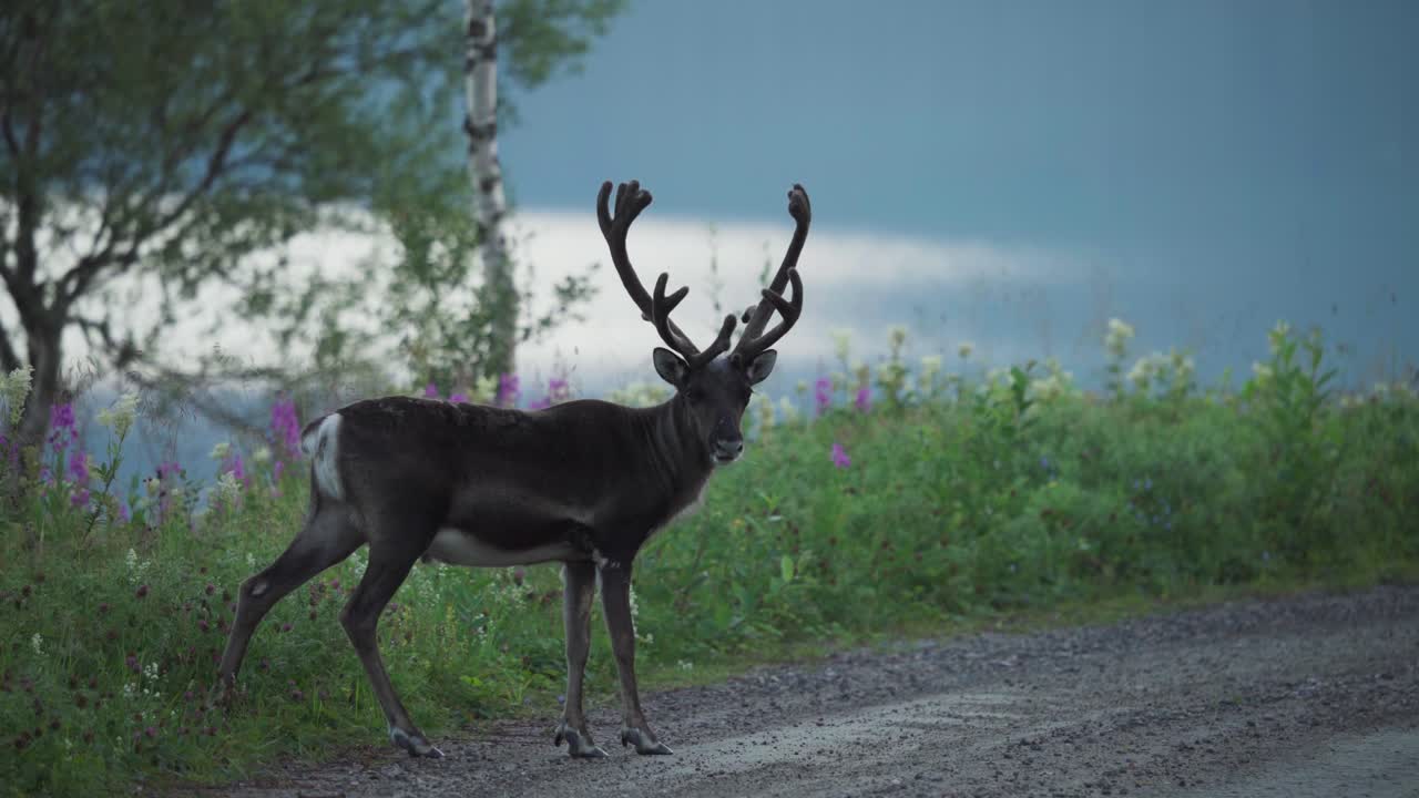 un ciervo paseando tranquilamente por un camino de grava, vangsvik, noruega - de cerca