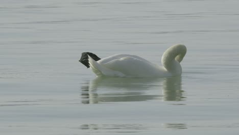 Un-Cisne-Con-En-Medio-De-La-Autolimpieza-Diaria