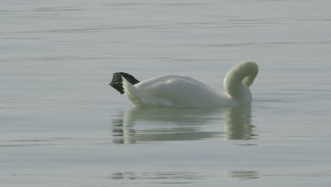 un cisne con en medio de la auto-limpieza diaria
