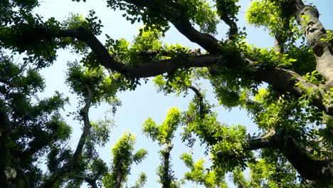 looking up at a dense forest canopy on a sunny day