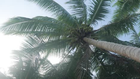 Toma-En-Cámara-Lenta-De-La-Palmera-De-Coco-Vista-Desde-Abajo-Mirando-Hacia-Arriba