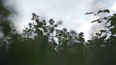 Cerca-De-Plantas-Con-El-Cielo-De-Fondo.