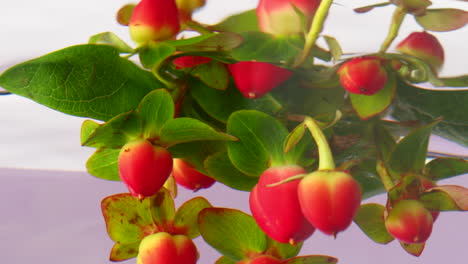 bayas y hojas rojas en agua