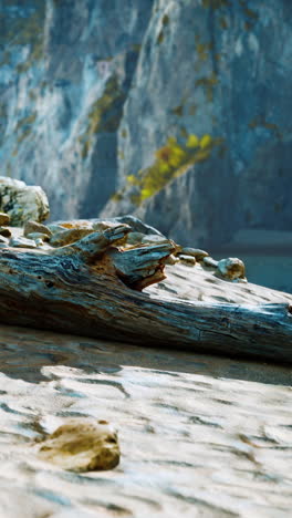 driftwood on a sandy beach with cliffs in the background