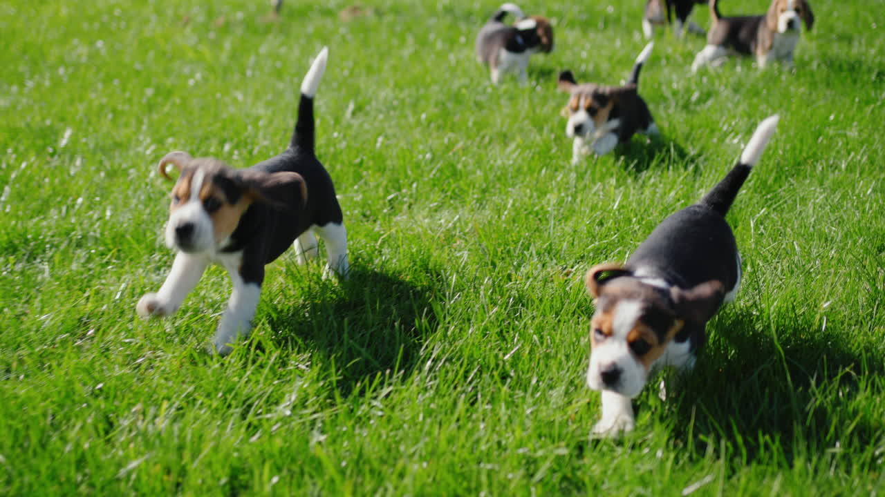 녹색 잔디에서 달리는 활발한 작은 비글 강아지. 느린 동작 비디오