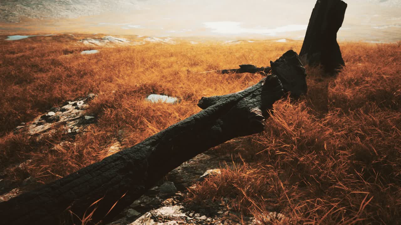 산불 이후 불타버린 나무 통나무