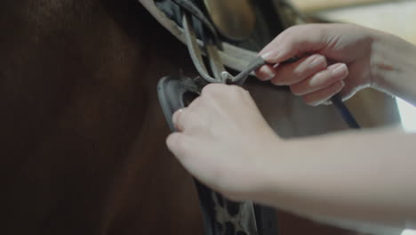 close-up of hands adjusting a horse saddle