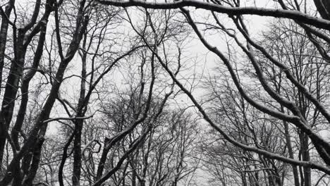 árboles de hoja caduca en el bosque con nieve en invierno