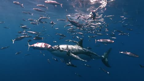 agua revuelta atrayendo a un gran tiburón blanco