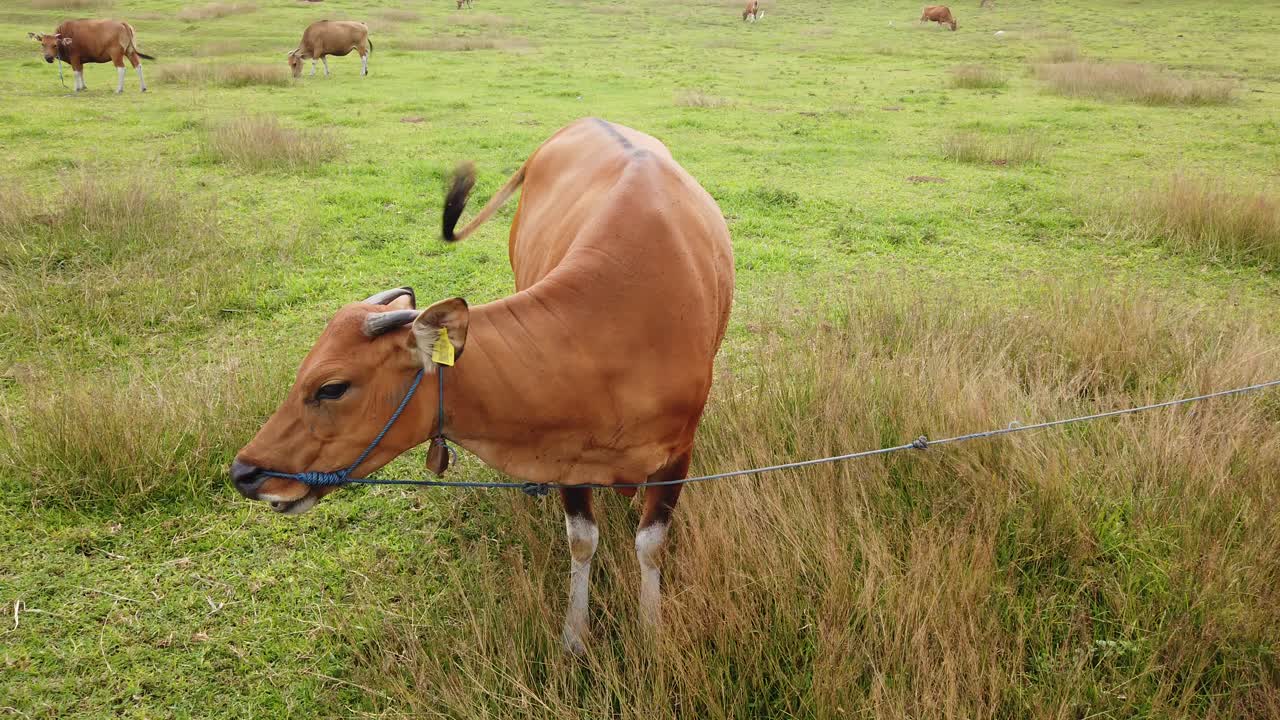 Sapi Bali mendekati kamera dan menggaruk, hewan lucu dan menggemaskan, di padang hijau terbuka Pantai Saba, Bali, Indonesia.