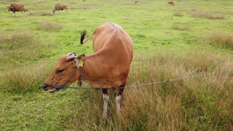 Balinese-Cow-Cattle-Approaches-Camera-and-Scratches,-Funny-Cute-Animal,-Bali-Saba-Beach,-Indonesia-Green-Outdoor-Fields