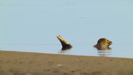 una foca de puerto joven en aguas poco profundas del mar de wadden cerca de la playa de arena en la isla de texel, países bajos