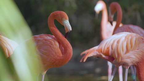 Rosa-Flamingos-Aus-Nächster-Nähe