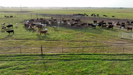Große-Rinderherden-Grasen-Auf-Einer-Ranch-In-Texas