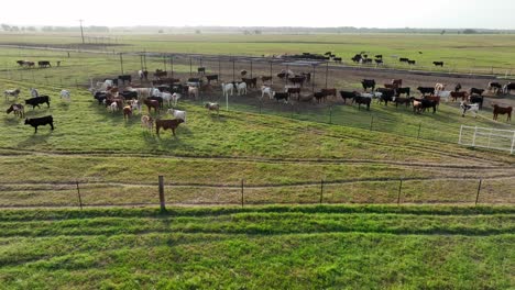 large herd of beef cattle graze on ranch in texas