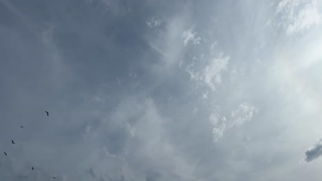 cloudy skies with birds flying through occasionally, filmed from green point park, cape town.