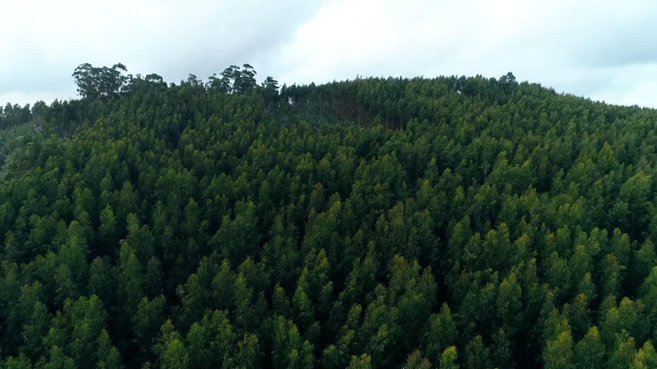 Veduta aerea di un paesaggio di fitta foresta.