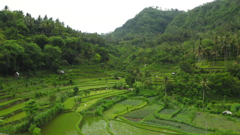 Aerial-Shot,-Agricultural-Rice-Fields-In-Scenic-Bali-Rainforest-Landscape