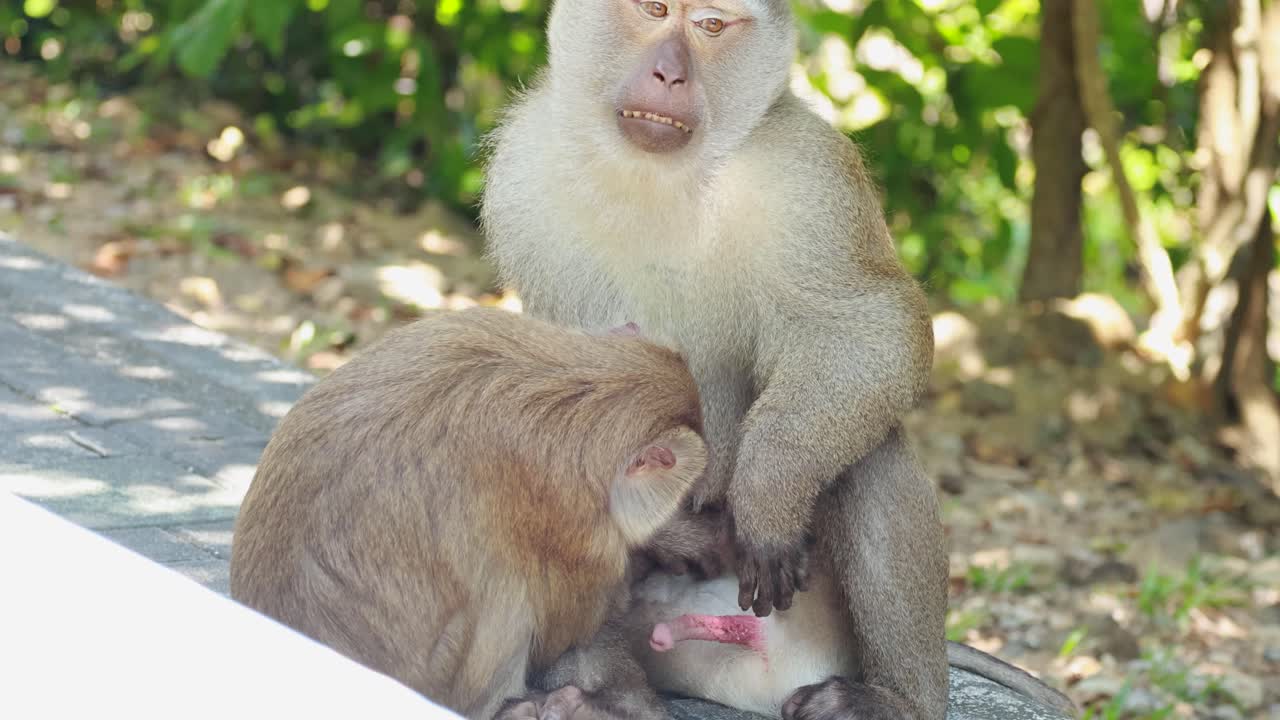 Two southern pig-tailed macaques engage in grooming behavior in a sunlit forest setting in Phuket, Thailand