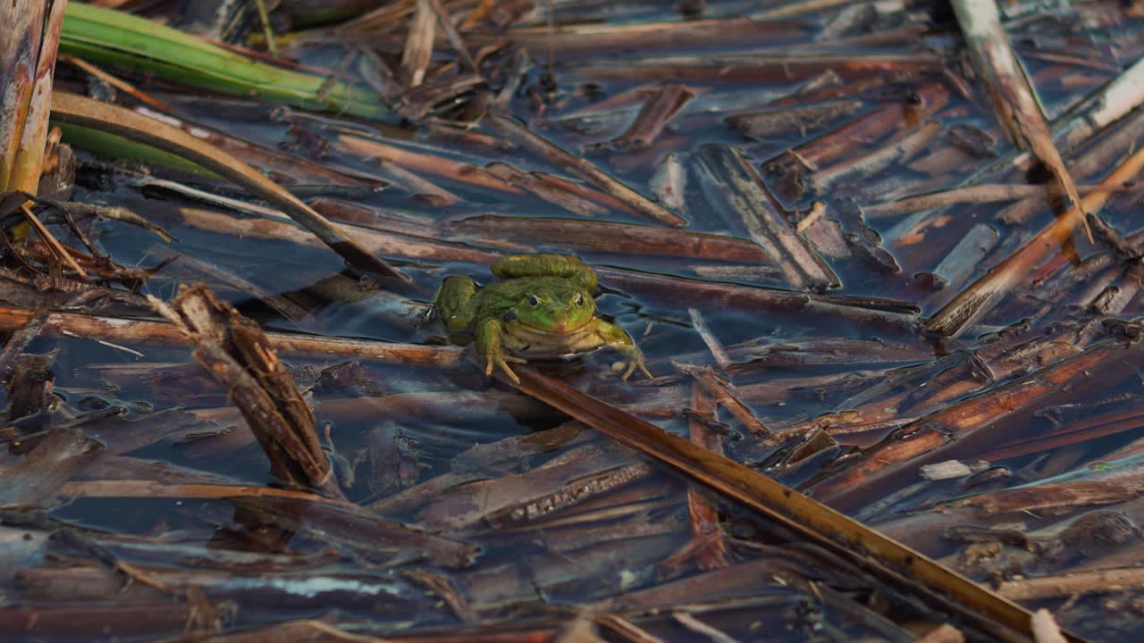 Frog inflates throat sack in reeds of Plitvice Lakes, Croatia. Detailed wildlife close up slow motion