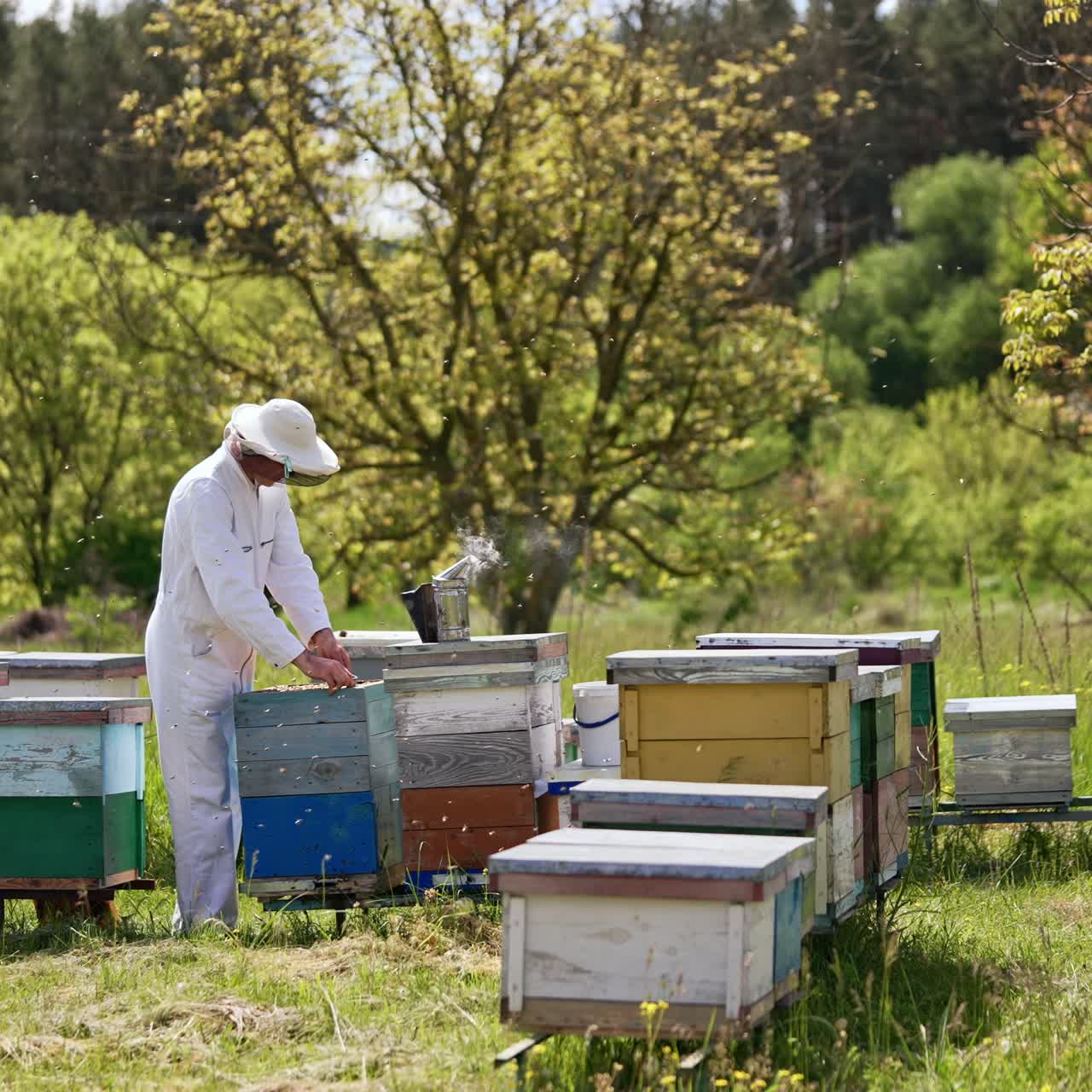 Apiario rurale immerso nella natura vicino alla foresta. Un uomo adulto con indumenti protettivi solleva i telai delle api e li controlla