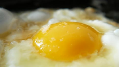 fried egg close-up