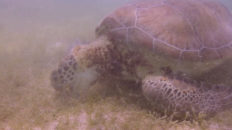Turtle 21