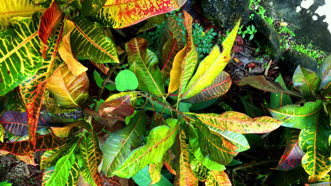 hermosa vida vegetal tropical en el caribe