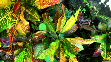 hermosa vida vegetal tropical en el caribe