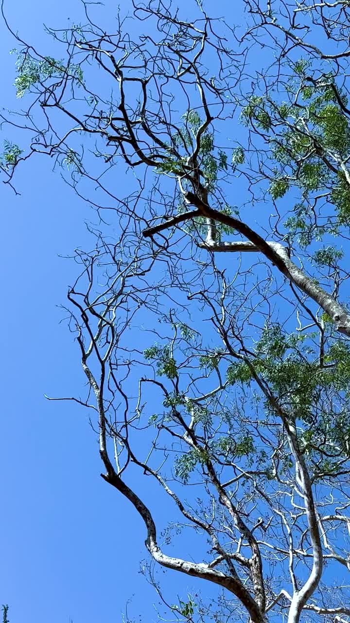 높은 나무들이 은 파란 하늘 아래 흔들리고