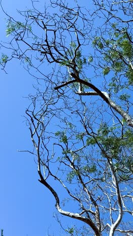 los árboles altos se balancean bajo un cielo azul claro.
