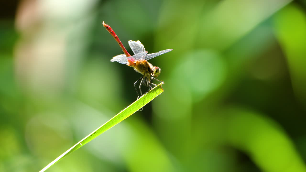 la libélula roja de otoño se alza en la hoja de hierba y vuela lejos - primer plano