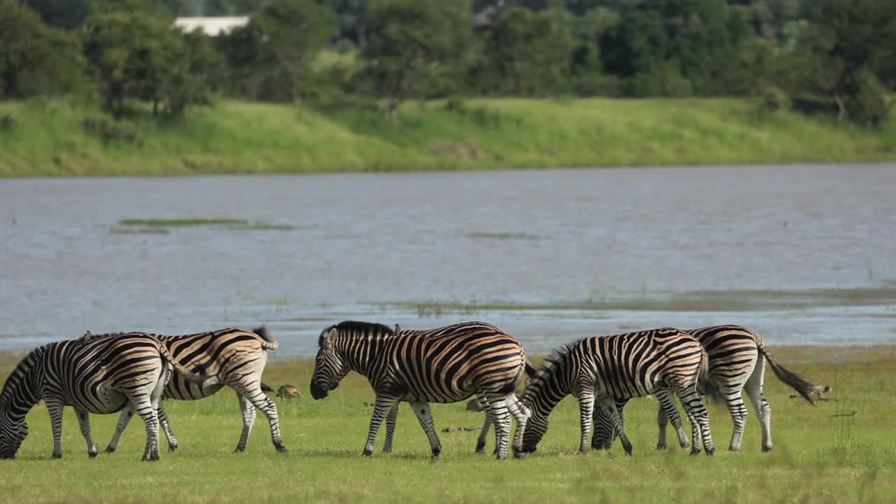 Wide shot of a herd of Plains zebras grazing along the water's edge,´and passing through the frame, Greater Kruger