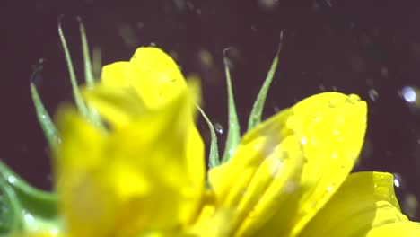 rain on sunflower in midsummer