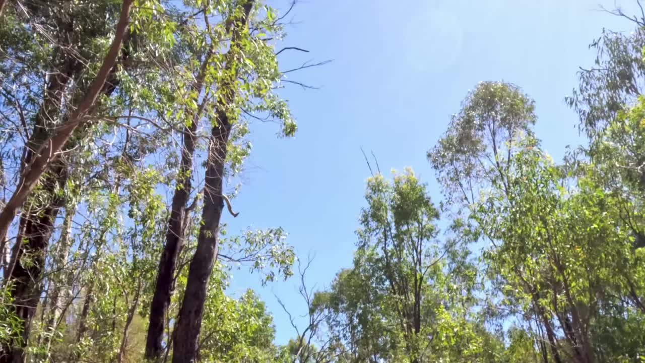 A view of towering trees with lush green leaves against a bright blue sky, capturing nature's tranquility.