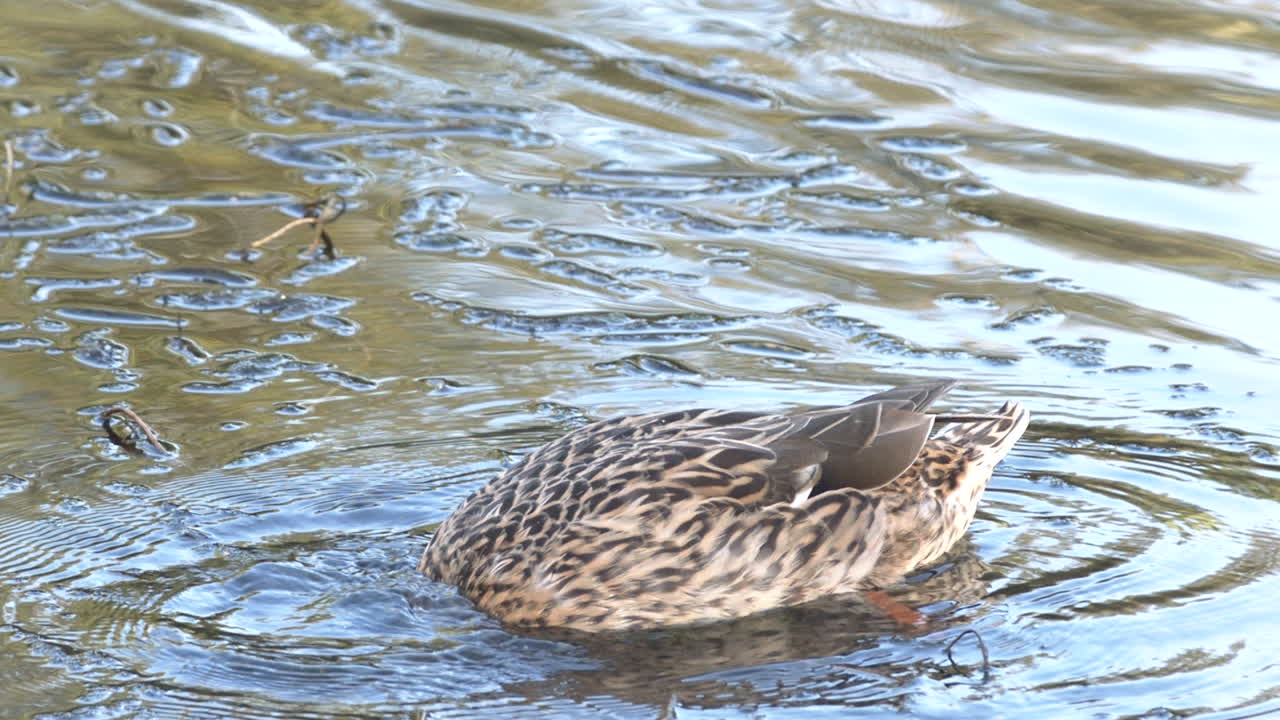 un pato buceando en busca de comida mientras el cuerpo permanece a flote en la superficie del agua - cámara lenta