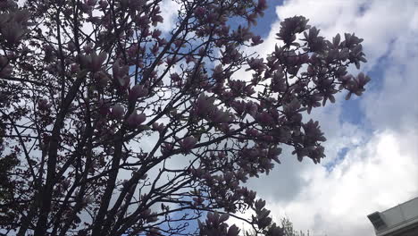 Timelapse-De-Un-Magnolio-Chino-O-Un-Tulipán-Con-Hermosas-Nubes-Blancas-Rápidas-En-Toronto,-Ontario,-Canadá