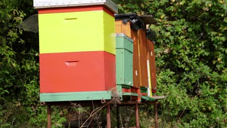 vista lateral de colmenas caseras coloridas con muchas abejas volando dentro y fuera, cámara lenta