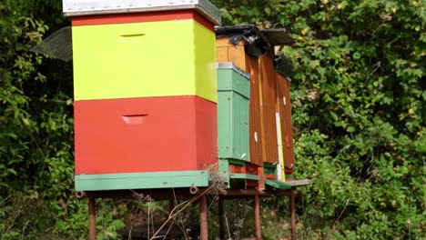 side view of colorful homemade hives with many bees flying in and out, slow motion