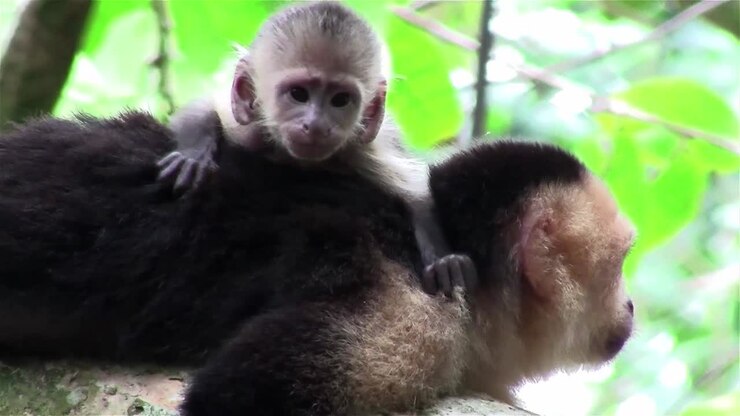 A capuchin monkey with baby looks around