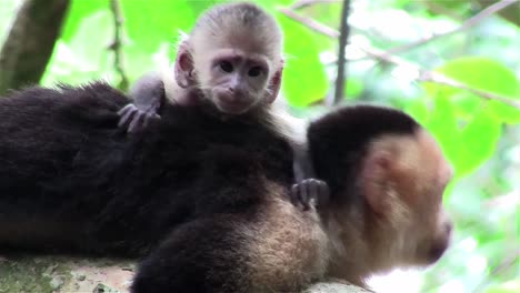 un mono capuchino con un bebé mira a su alrededor