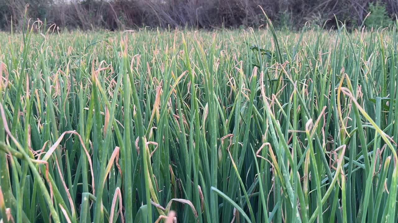 tracking shot of green onions growing in the agricultural farm in large scale