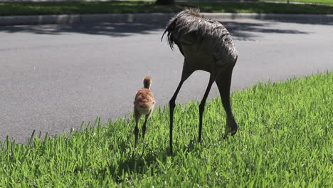 Bebé-Grulla-Canadiense-Con-Madre-En-Busca-De-Comida