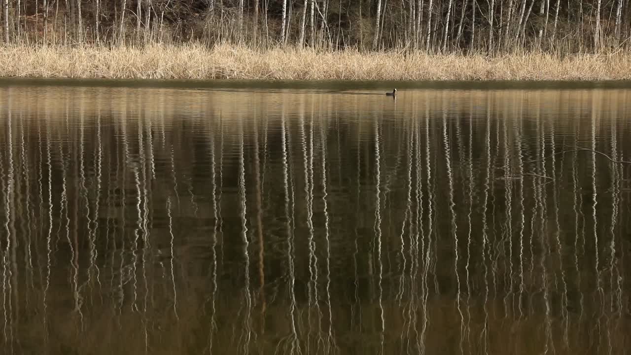 오리 한 마리가 숲 속의 연못을 가로질러 천천히 헤엄치고 있다