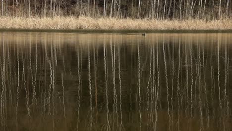 A-duck-is-swimming-slowly-across-a-pond-in-a-forrest