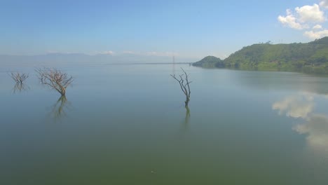 Aerial-view-of-several-dead-trees-in-the-Valencia-Lake,-Venezuela,-with-clear-sky